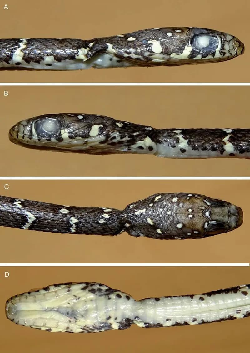 Rắn sãi An-de-ra (Hebius andreae) gallery 4
