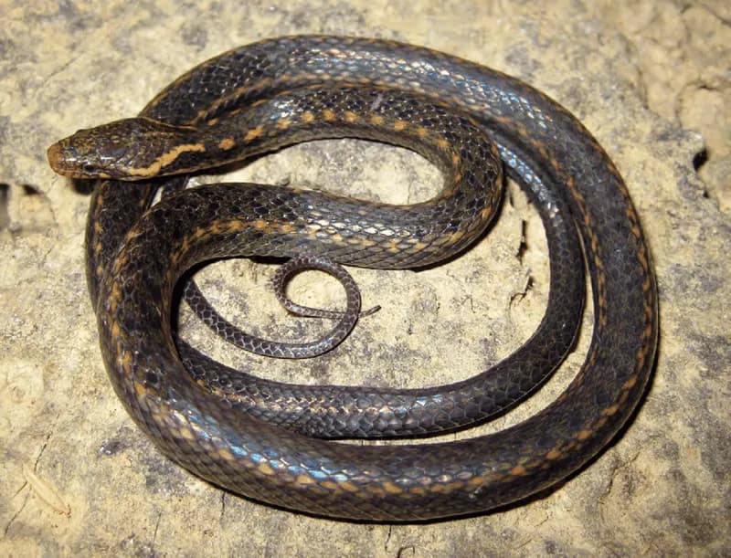 Rắn sãi Trung Bộ (Hebius annamensis)