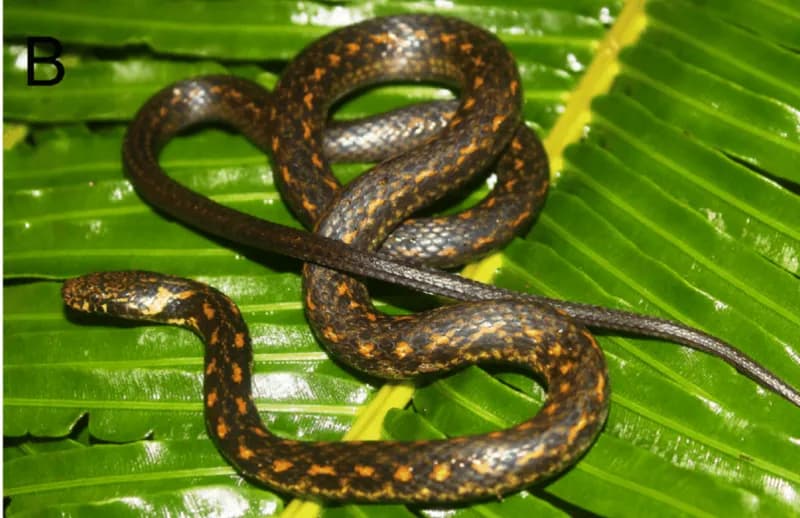 Rắn sãi Trung Bộ (Hebius annamensis) gallery 3