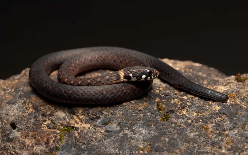 Rắn sãi thái dương (Hebius atemporalis)