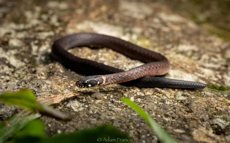 Rắn sãi thái dương (Hebius atemporalis) gallery 2