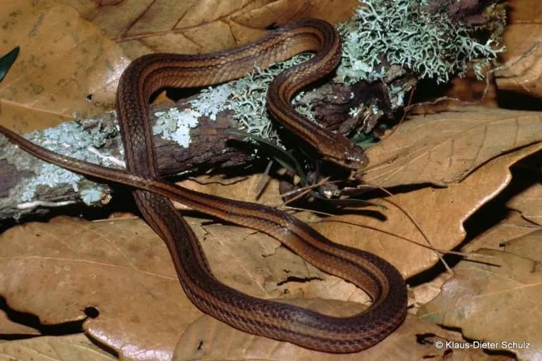 Rắn sãi hai sọc (Hebius bitaeniatus)