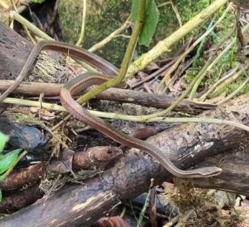 Rắn sãi hai sọc (Hebius bitaeniatus) gallery 2