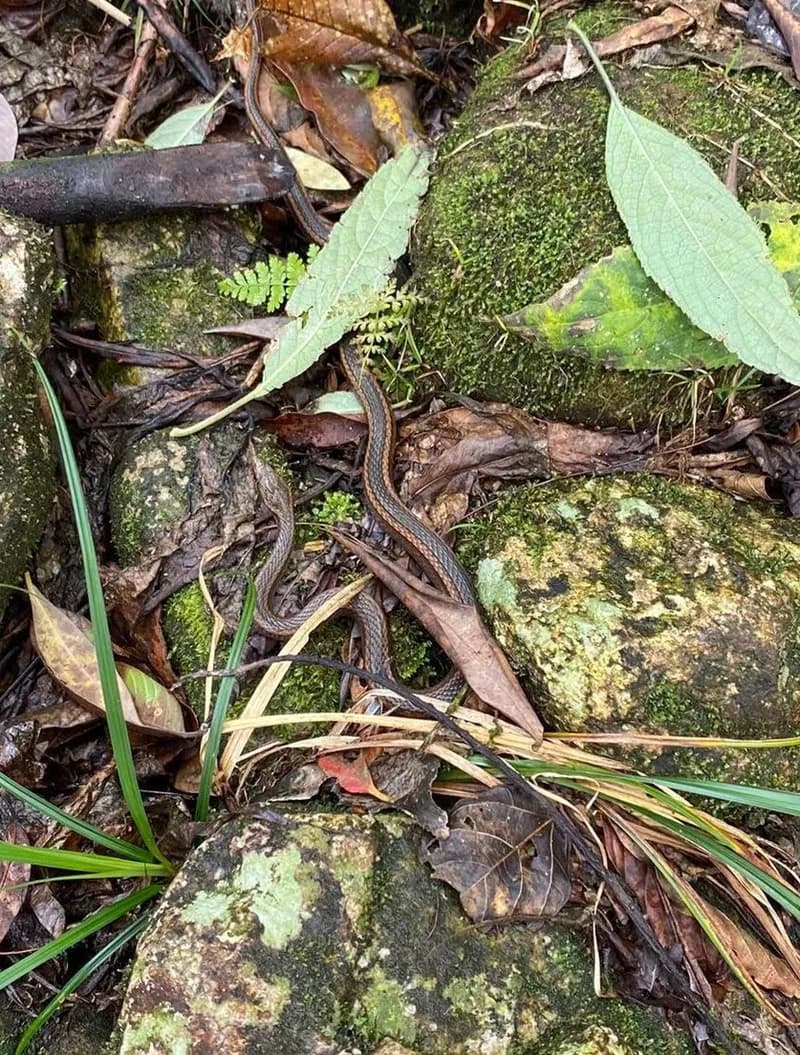 Rắn sãi hai sọc (Hebius bitaeniatus) gallery 3