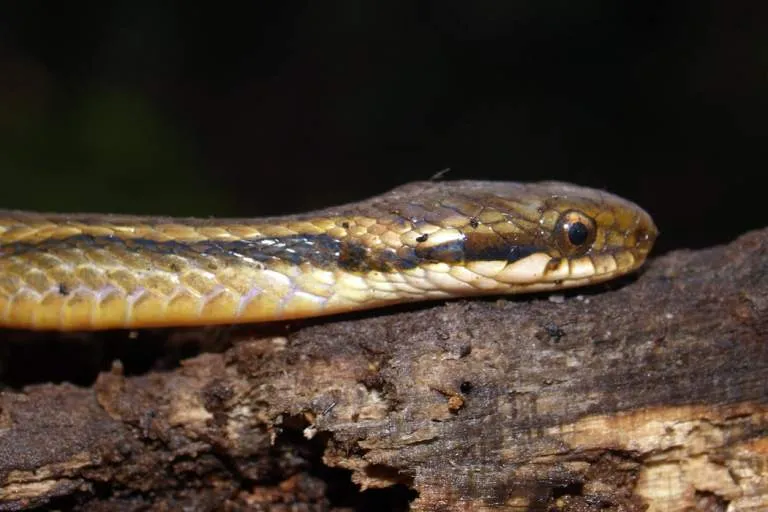 Rắn sãi hai sọc (Hebius bitaeniatus) gallery 4