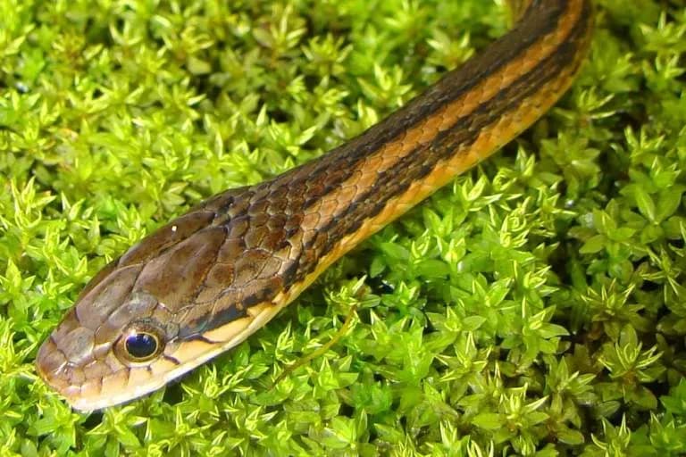 Rắn sãi hai sọc (Hebius bitaeniatus) gallery 5
