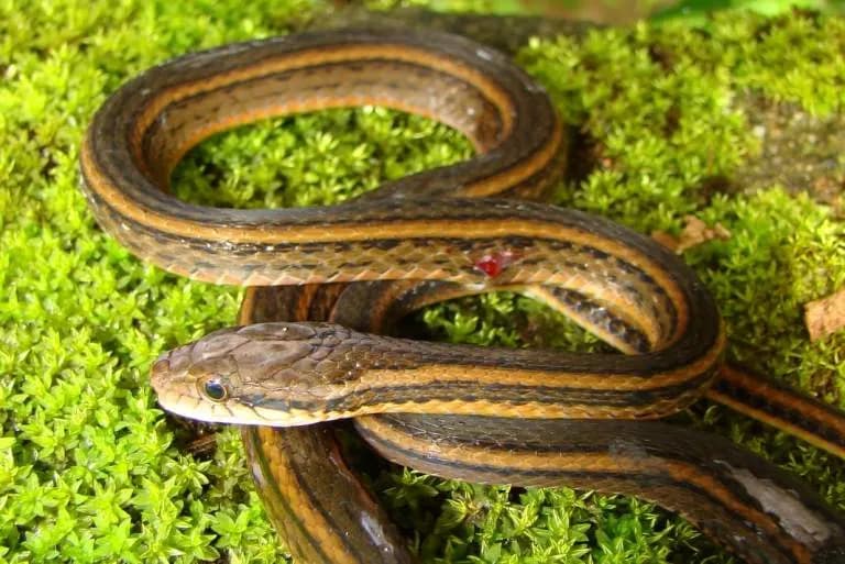 Rắn sãi hai sọc (Hebius bitaeniatus) gallery 6