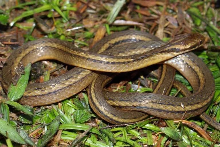 Rắn sãi hai sọc (Hebius bitaeniatus) gallery 7