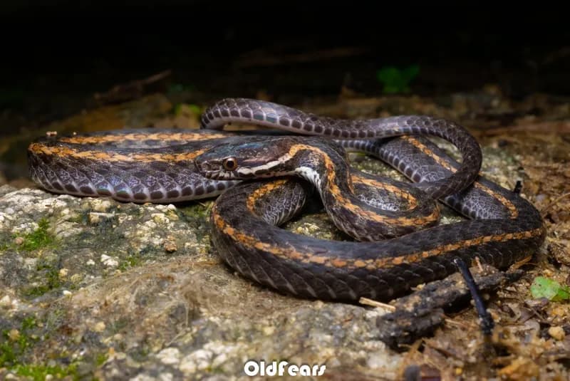 Rắn sãi Bau-len-gơ (Hebius boulengeri) gallery 2