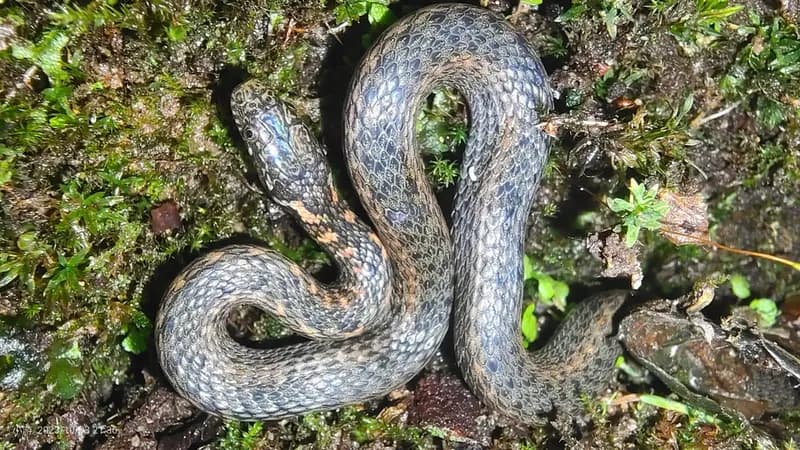 Rắn sãi Sa pa (Hebius chapaensis)