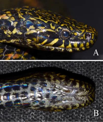 Rắn sãi Sa pa (Hebius chapaensis) gallery 3