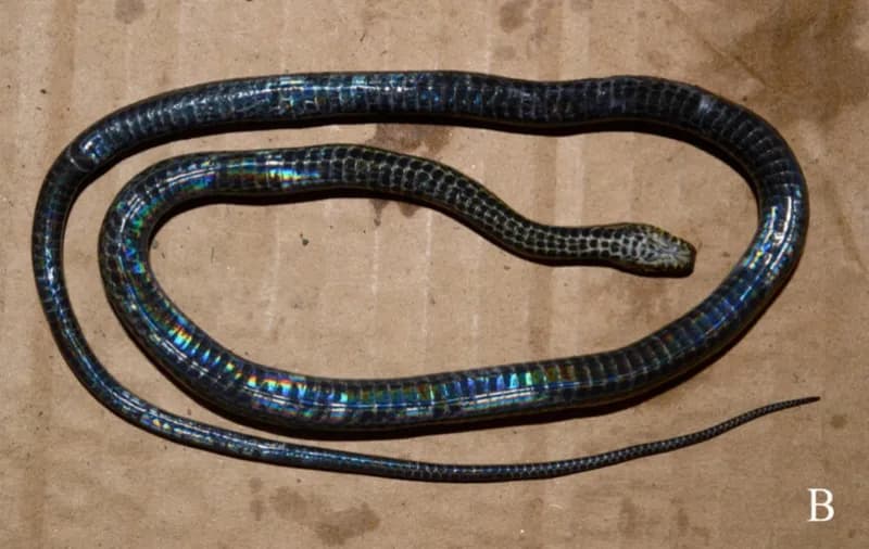 Rắn sãi Sa pa (Hebius chapaensis) gallery 4