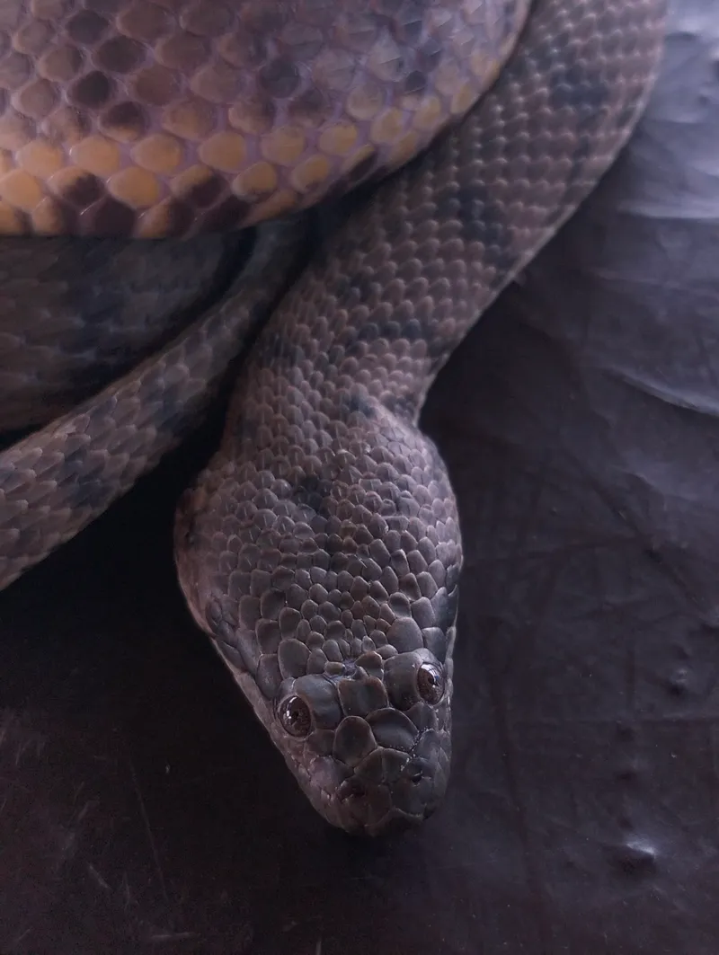 Rắn Séc be (Cerberus schneiderii)