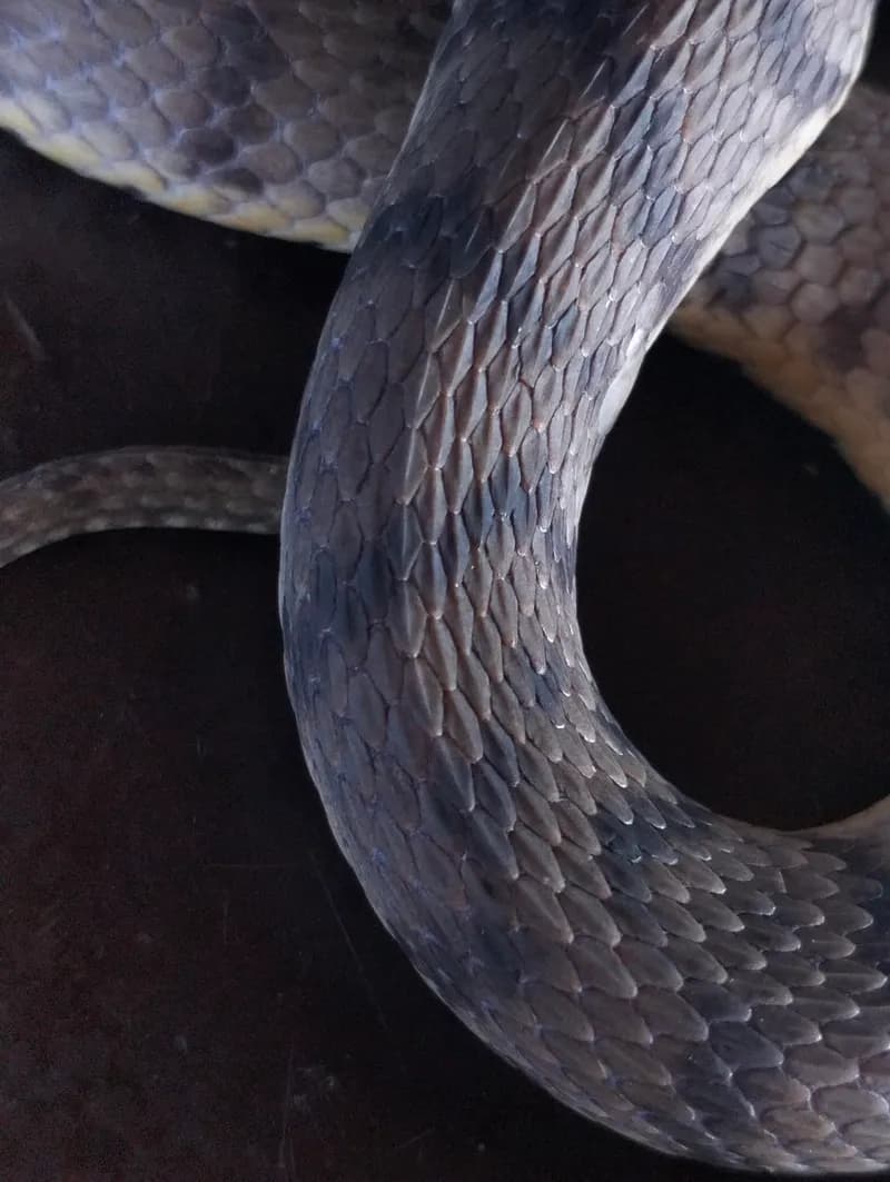 Rắn Séc be (Cerberus schneiderii) gallery 4