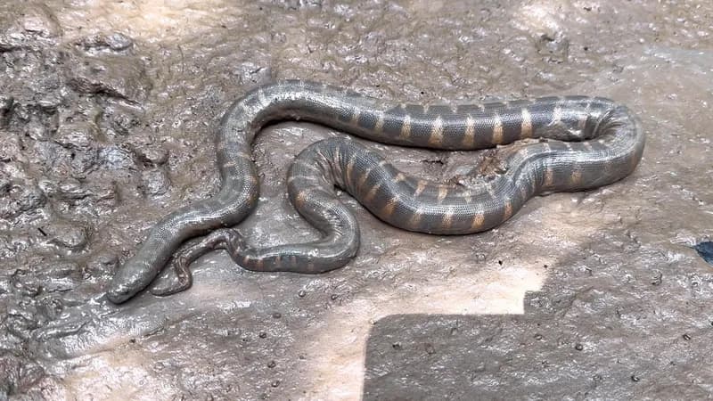 Rắn rầm ri cá (Acrochordus granulatus) gallery 2