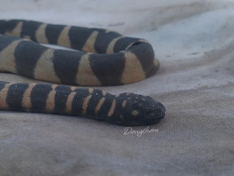 Rắn rầm ri cá (Acrochordus granulatus) gallery 3