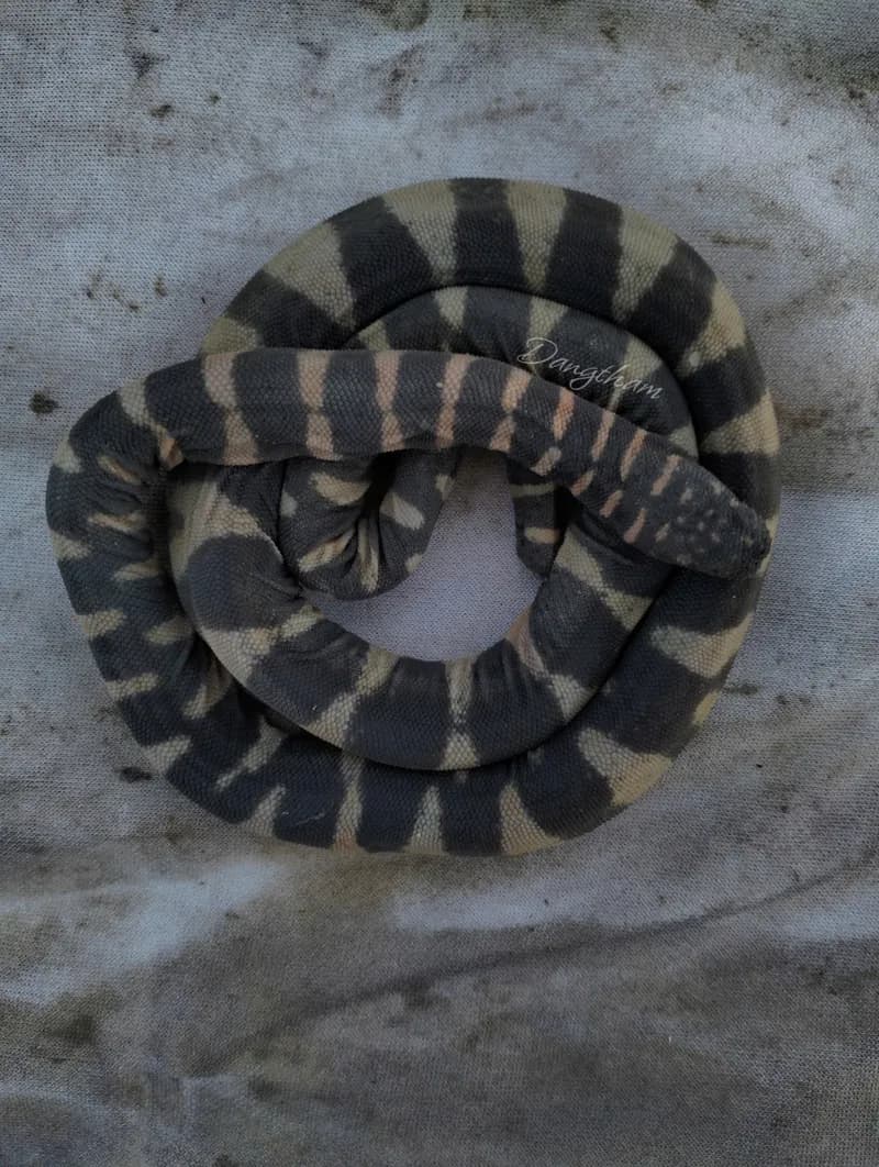 Rắn rầm ri cá (Acrochordus granulatus) gallery 4