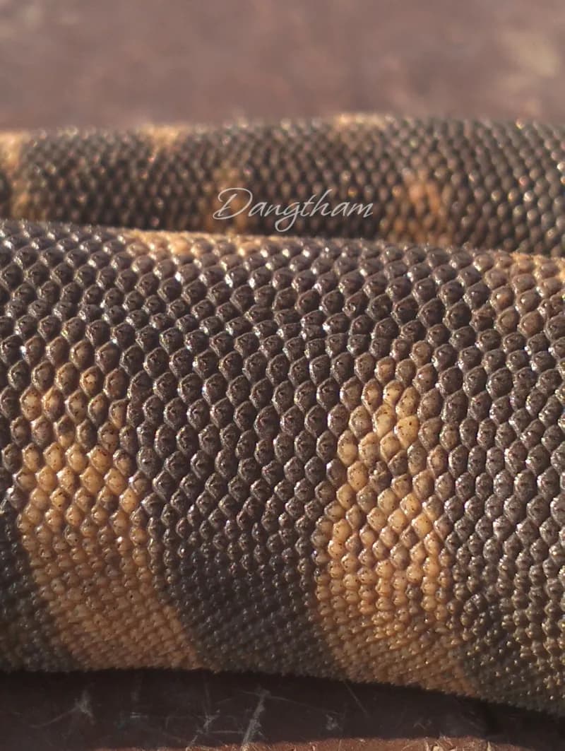 Rắn rầm ri cá (Acrochordus granulatus) gallery 6