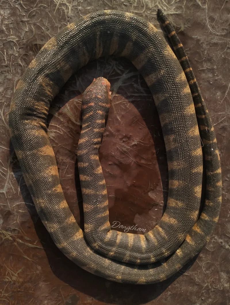 Rắn rầm ri cá (Acrochordus granulatus) gallery 7