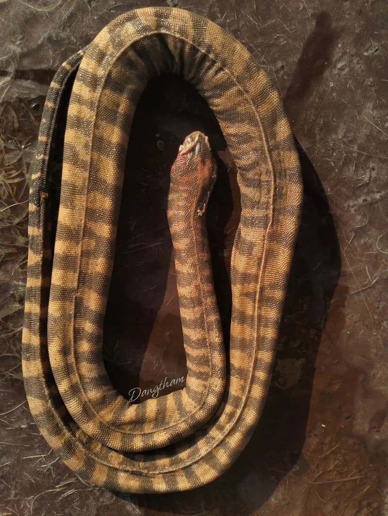 Rắn rầm ri cá (Acrochordus granulatus) gallery 8