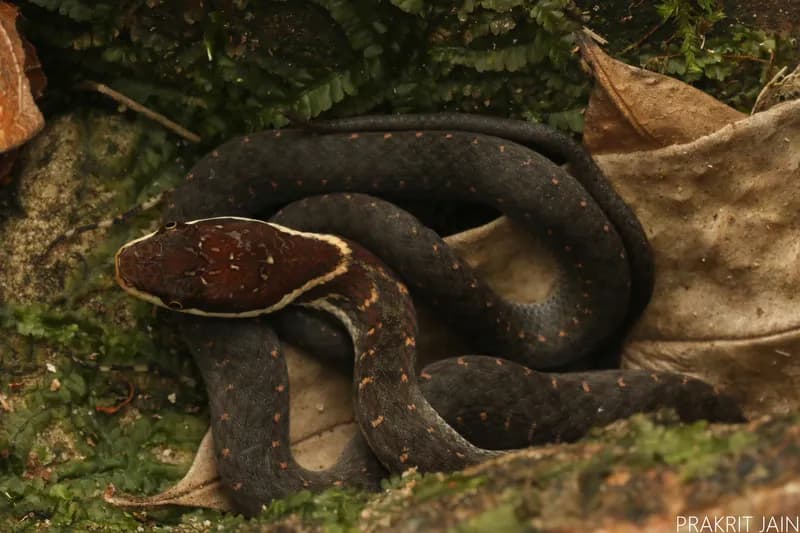 Rắn sãi mép trắng (Hebius leucomystax)