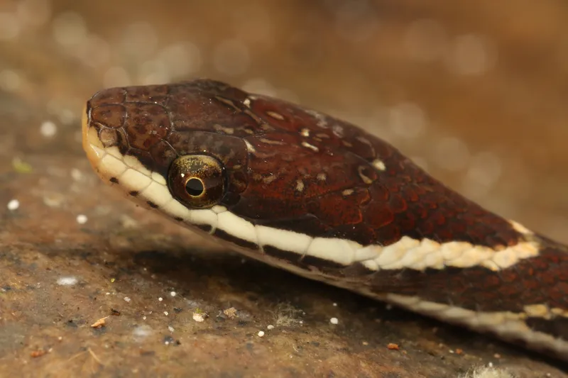 Rắn sãi mép trắng (Hebius leucomystax) gallery 2