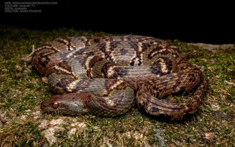 Rắn hoa cân vân đốm (Trimerodytes aequifasciatus)