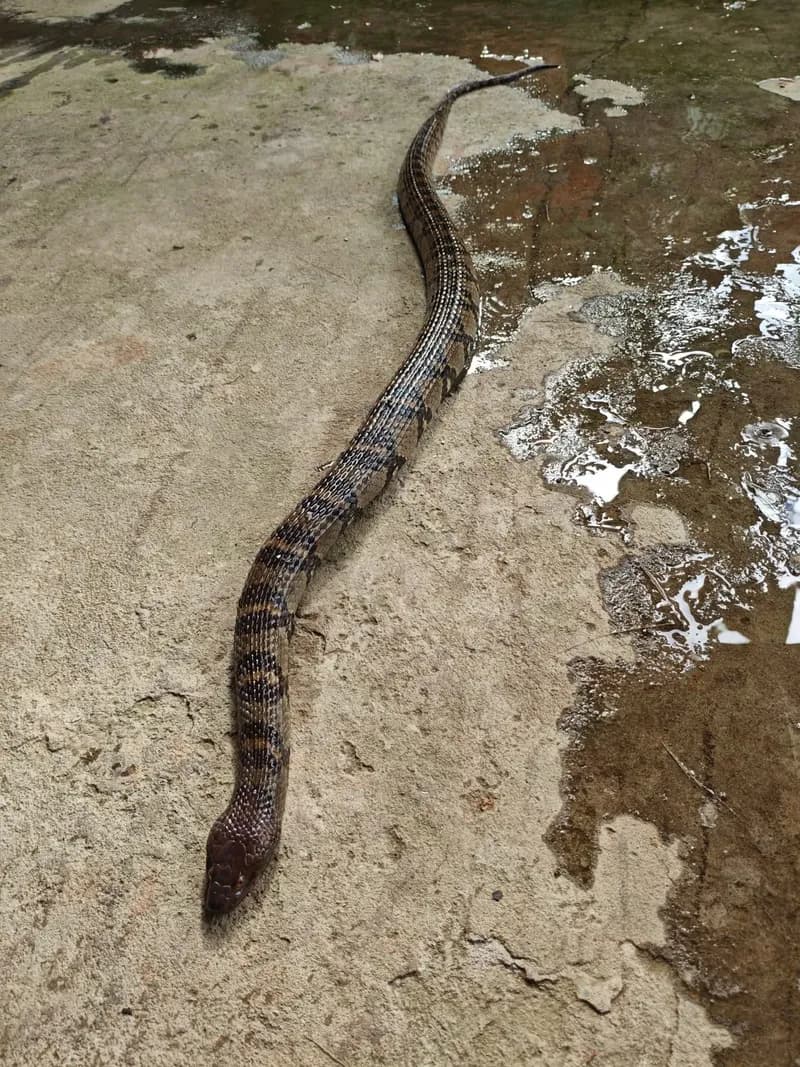 Rắn hoa cân vân đốm (Trimerodytes aequifasciatus) gallery 2