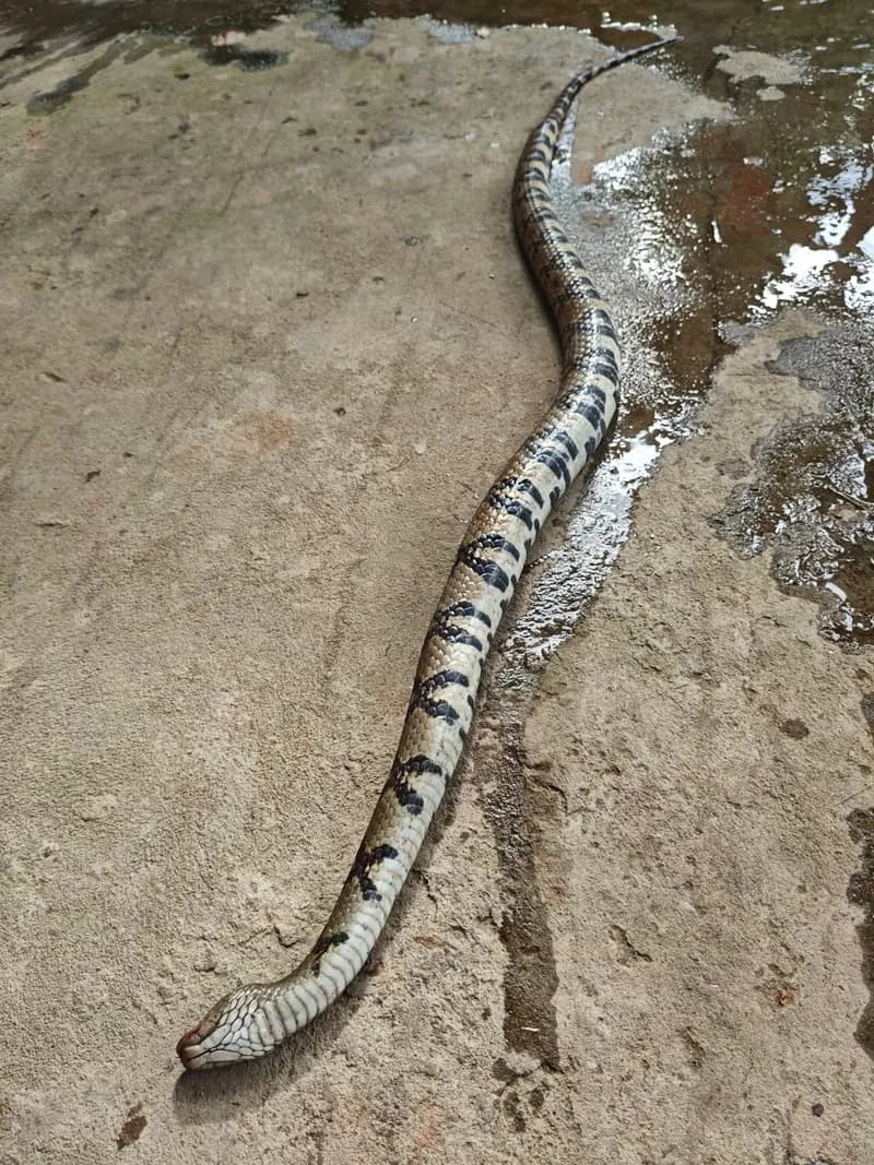 Rắn hoa cân vân đốm (Trimerodytes aequifasciatus) gallery 3