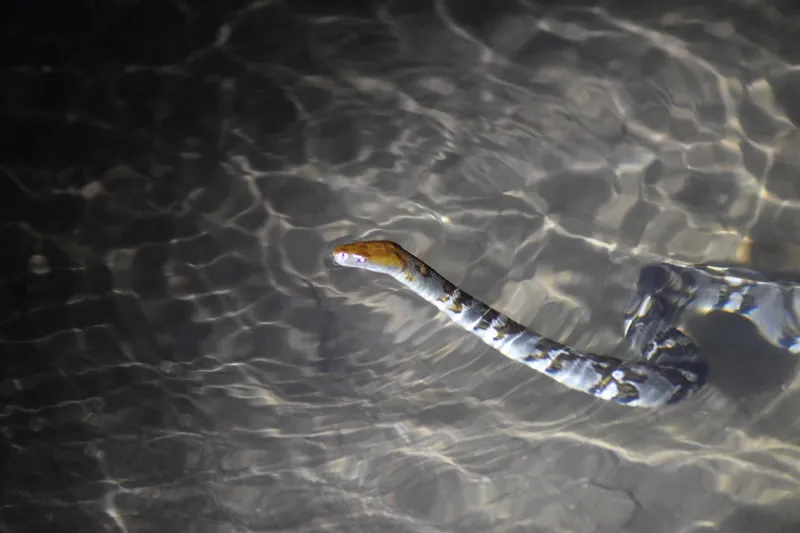 Rắn hoa cân vân đốm (Trimerodytes aequifasciatus) gallery 4