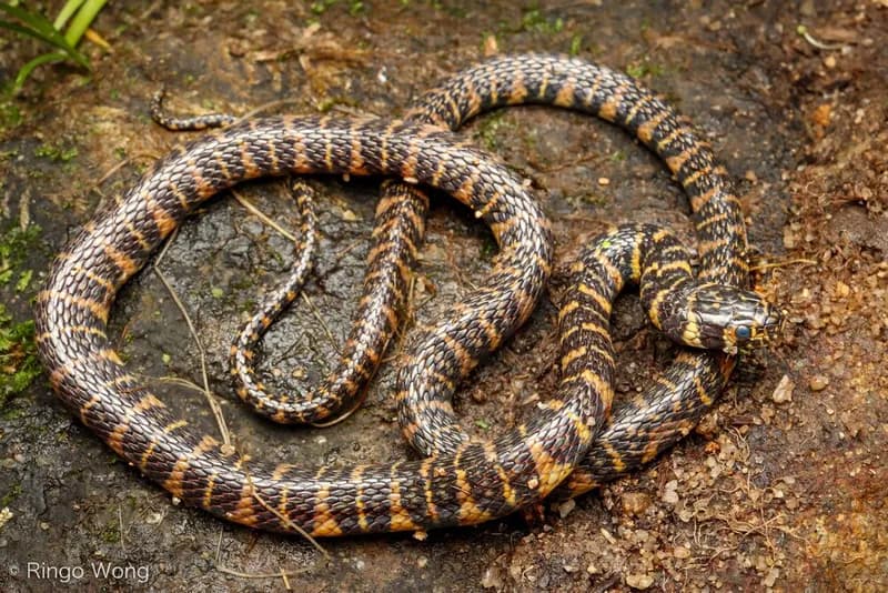 Rắn hoa cân Hải Nam (Trimerodytes balteatus)