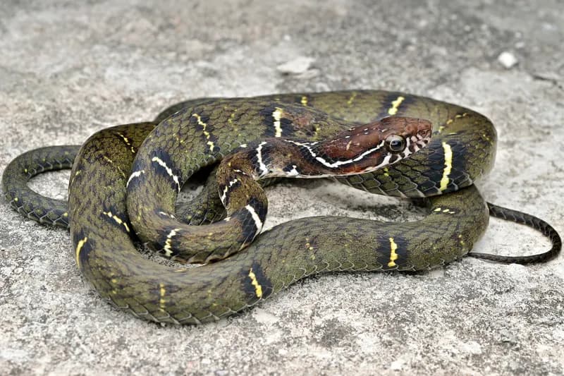 Rắn sãi Nga mi (Hebius cf. optatus)
