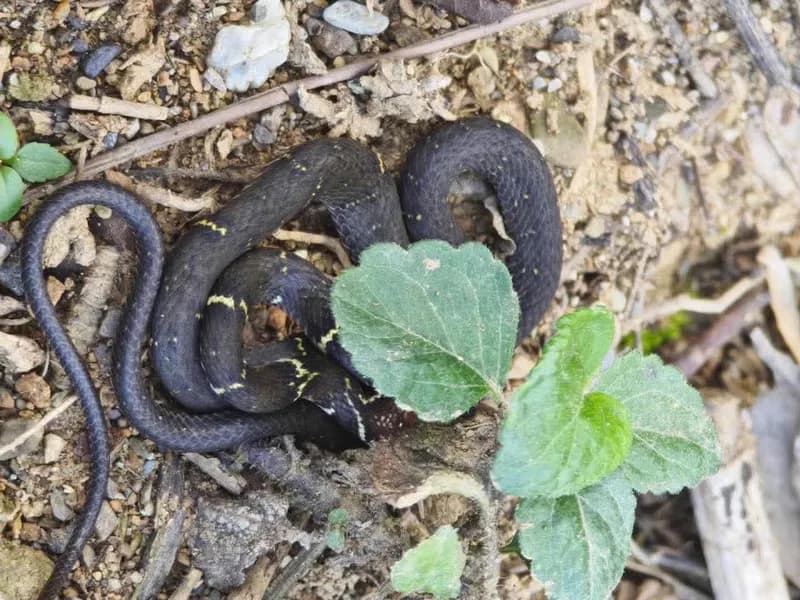 Rắn sãi Nga mi (Hebius cf. optatus) gallery 2