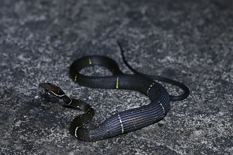 Rắn sãi Nga mi (Hebius cf. optatus) gallery 4