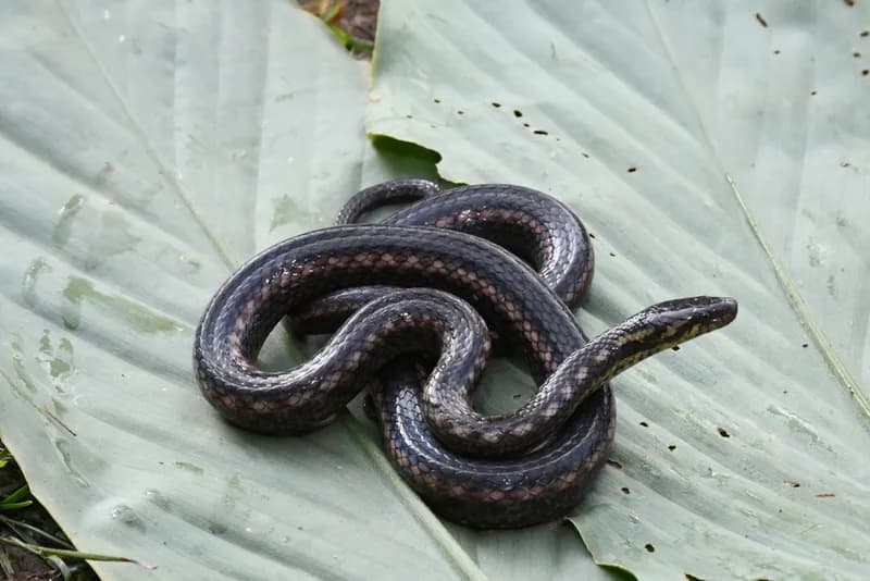 Rắn sãi lửa (Hebius igneus)