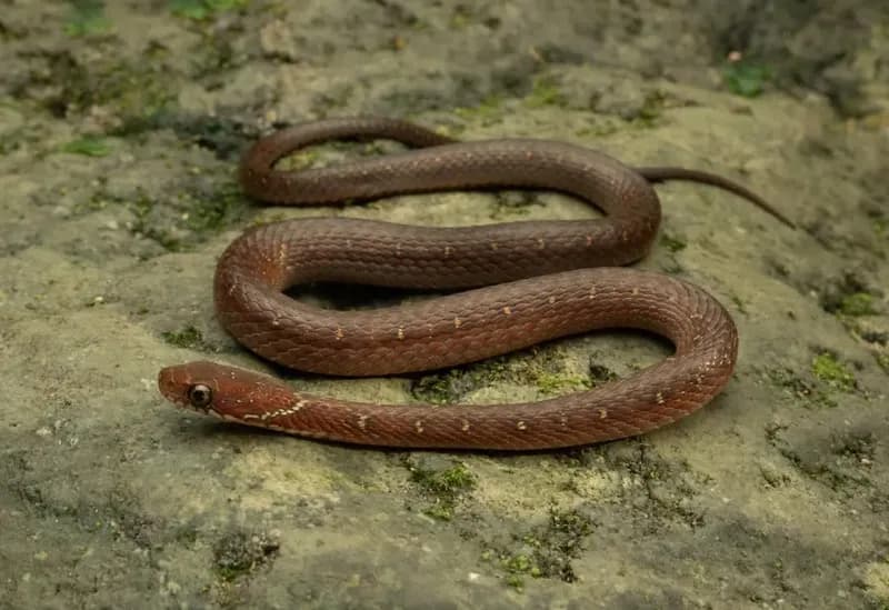 Rắn sãi Sau-te (Hebius sauteri)