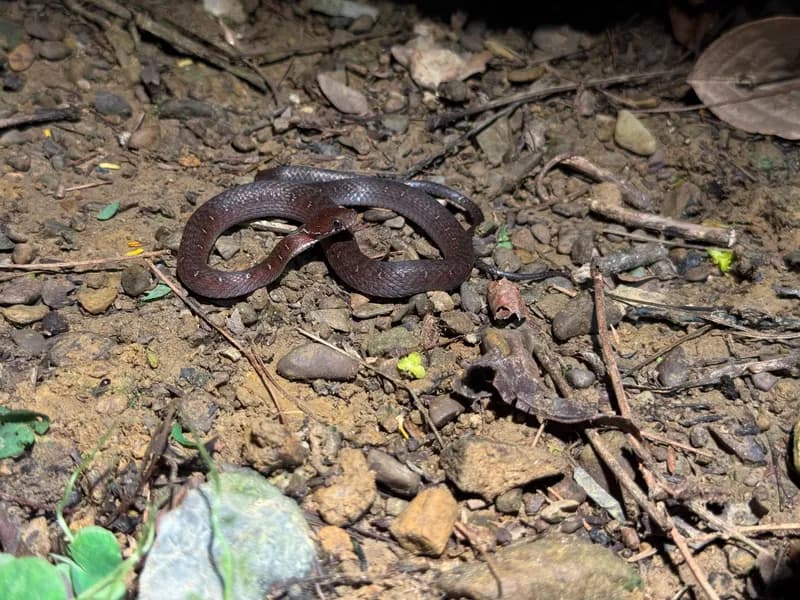 Rắn sãi Sau-te (Hebius sauteri) gallery 2
