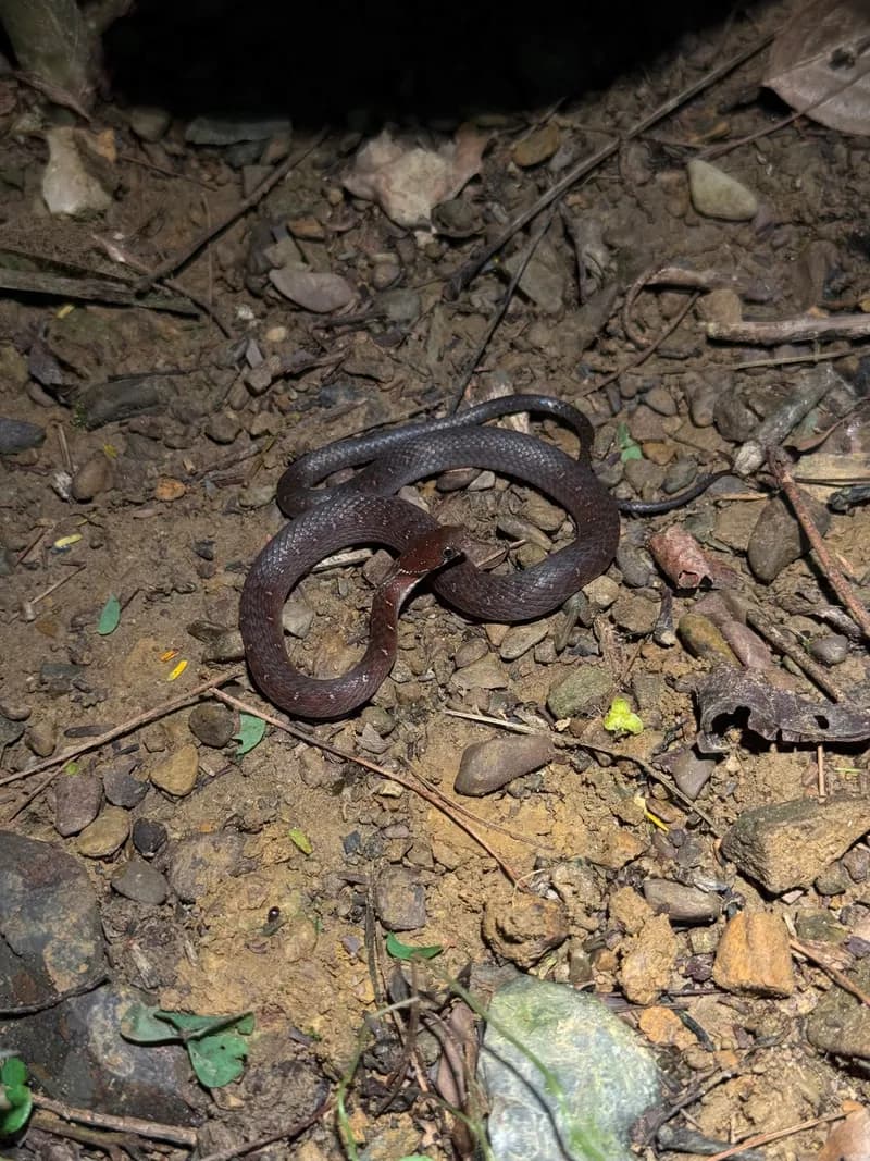Rắn sãi Sau-te (Hebius sauteri) gallery 3