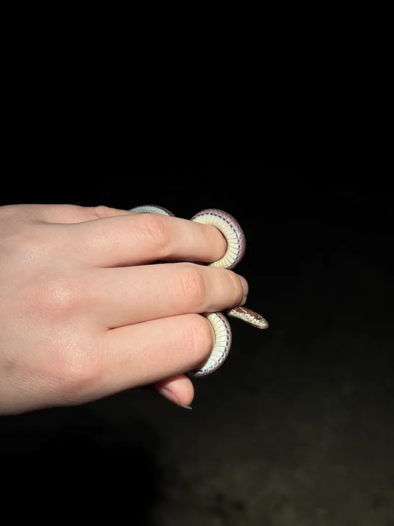 Rắn sãi Sau-te (Hebius sauteri) gallery 4