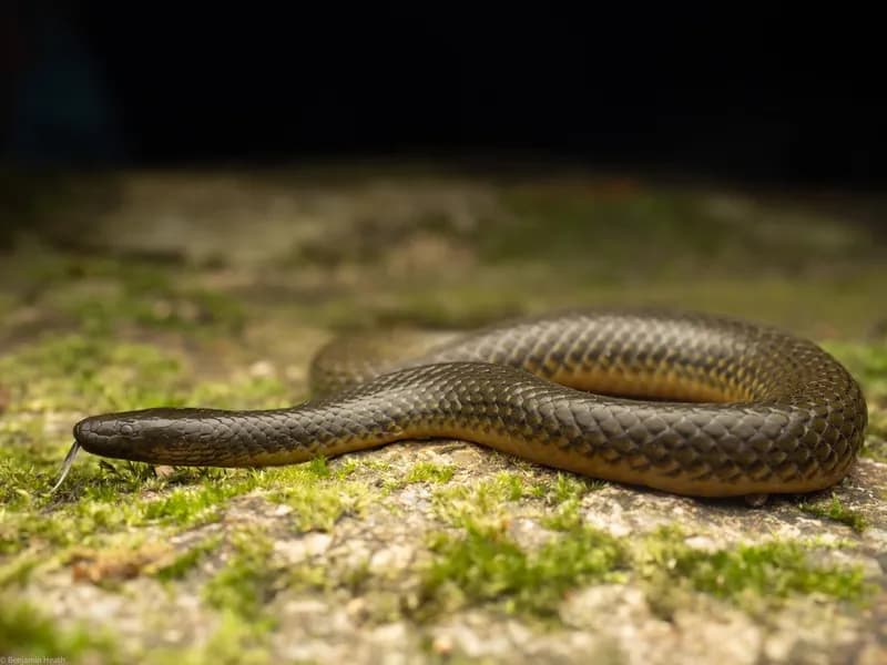 Rắn trán An-dec-son (Opisthotropis cf. andersonii)