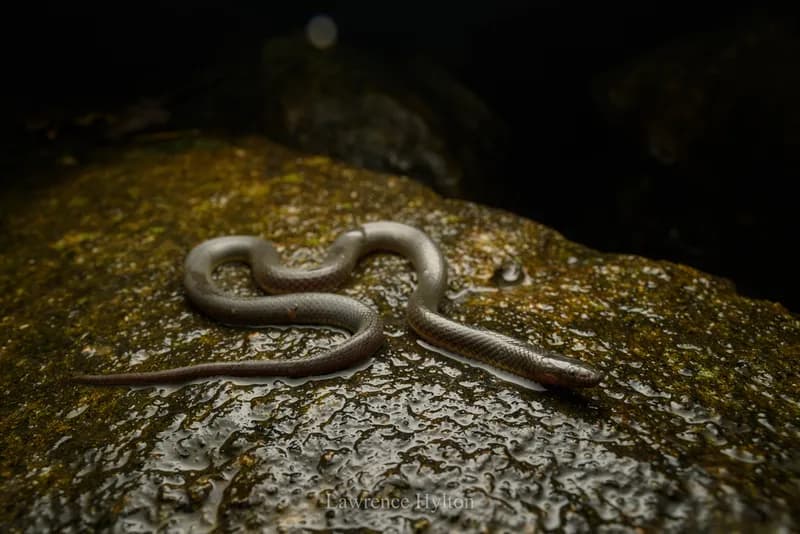 Rắn trán An-dec-son (Opisthotropis cf. andersonii) gallery 2