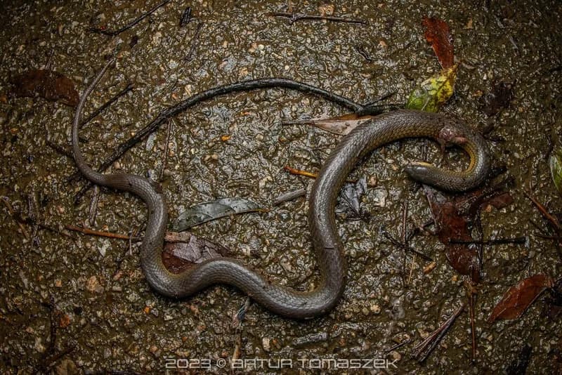 Rắn trán An-dec-son (Opisthotropis cf. andersonii) gallery 3