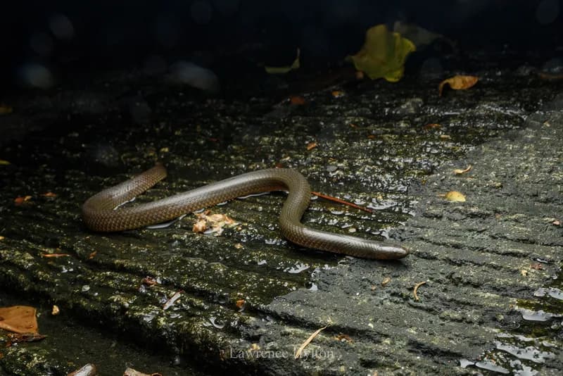 Rắn trán An-dec-son (Opisthotropis cf. andersonii) gallery 4