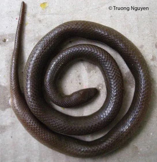 Rắn trán Cúc (Opisthotropis cucae)