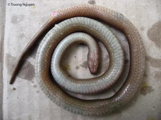 Rắn trán Cúc (Opisthotropis cucae) gallery 2