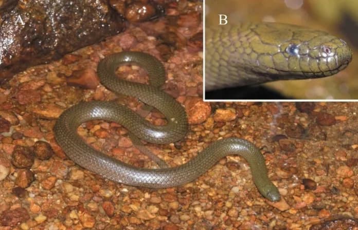 Rắn trán Đào Văn Tiến (Opisthotropis daovantieni)