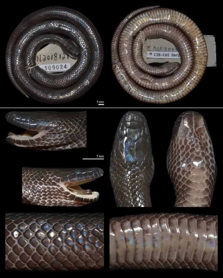 Rắn trán Đào Văn Tiến (Opisthotropis daovantieni) gallery 2