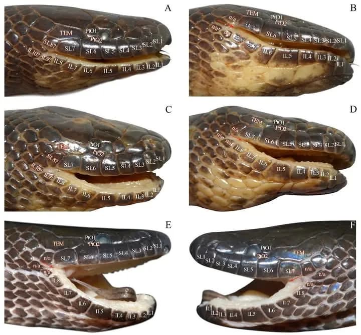 Rắn trán Đào Văn Tiến (Opisthotropis daovantieni) gallery 3