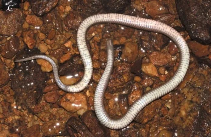 Rắn trán Đào Văn Tiến (Opisthotropis daovantieni) gallery 4