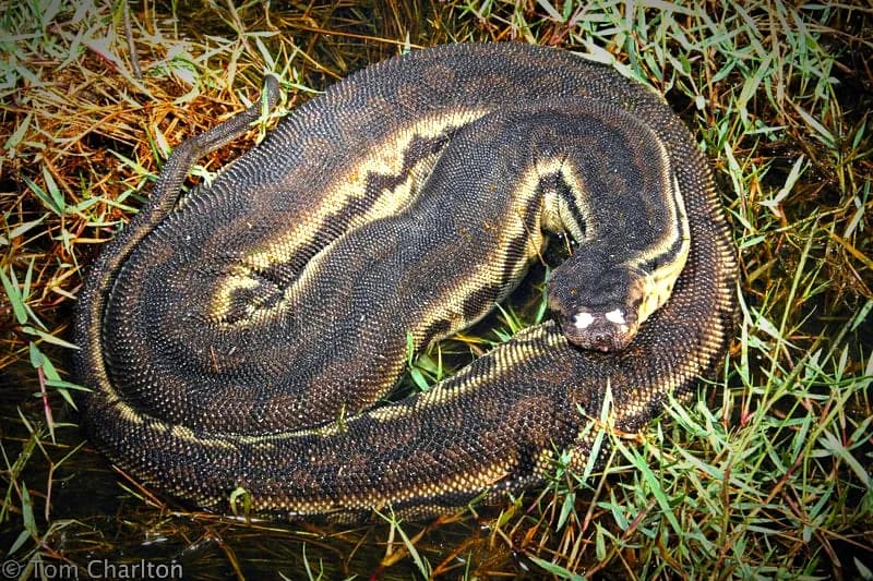 Rắn rầm ri cóc (Acrochordus javanicus)